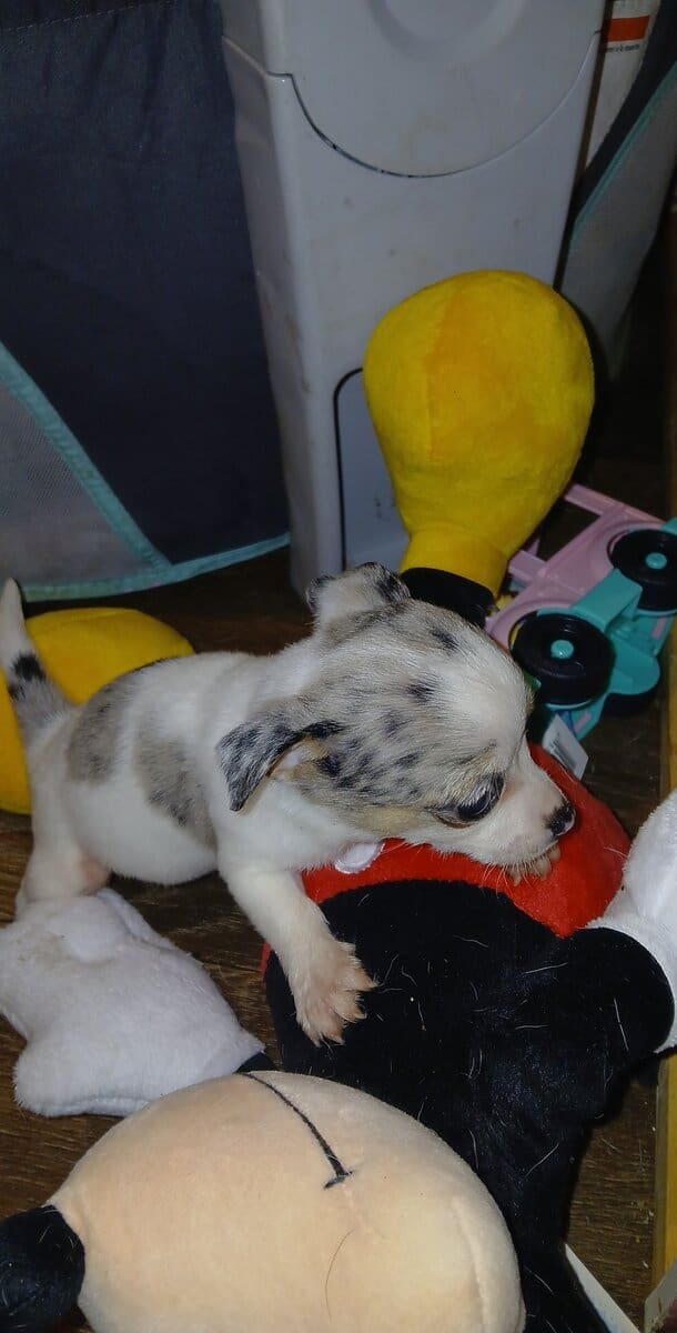 Tiny white with Merle piebald female chihuahua pup image 9