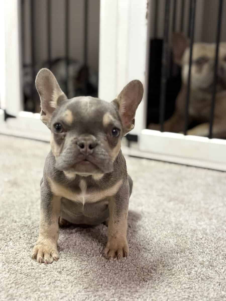 Tyson French Bulldog image 5