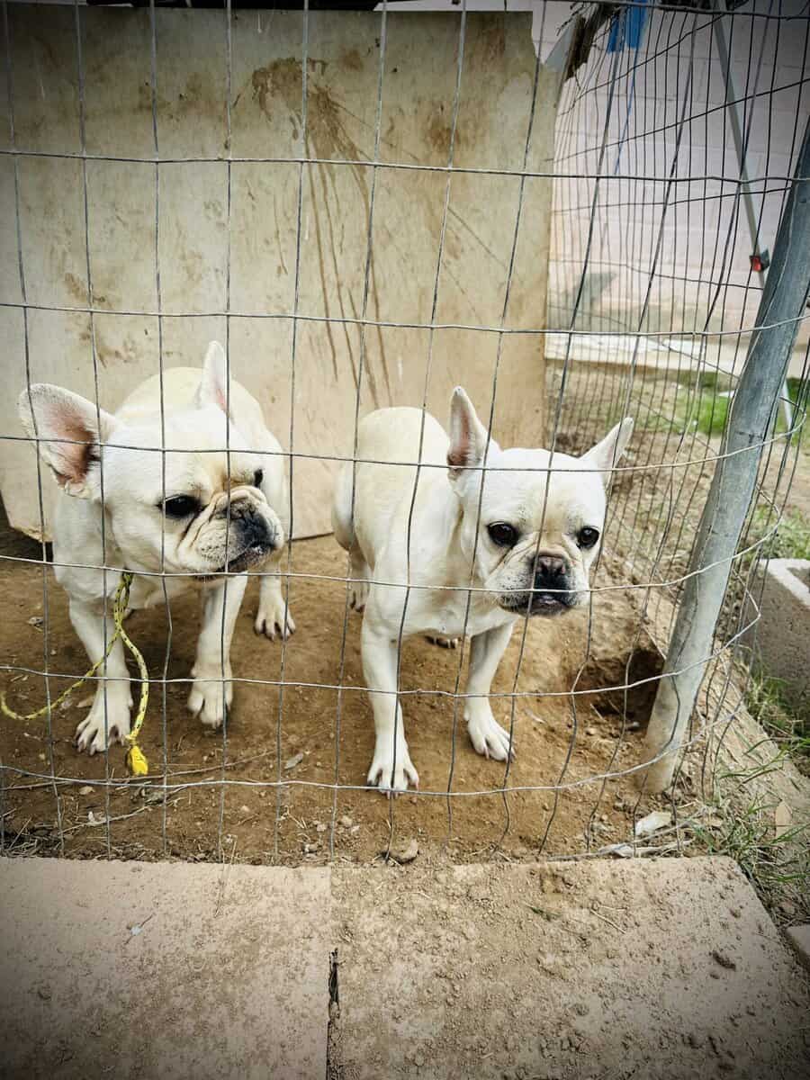 2 White Frenchies for Sale image 4