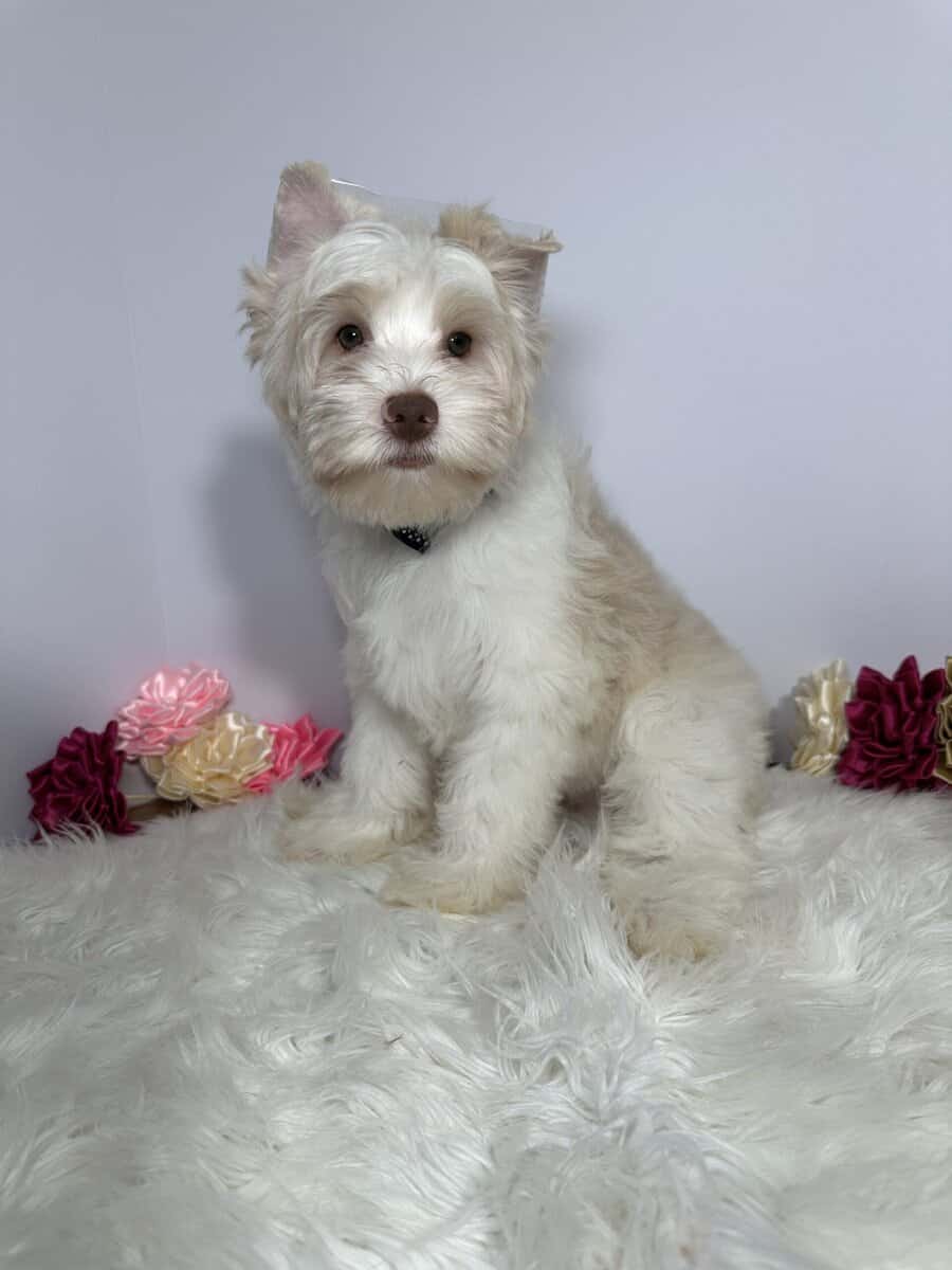 Blonde chocolate yorkie image 4