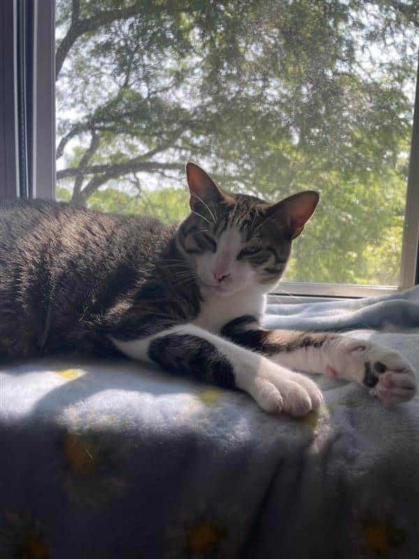 Looking for a forever home for loving cats image 4