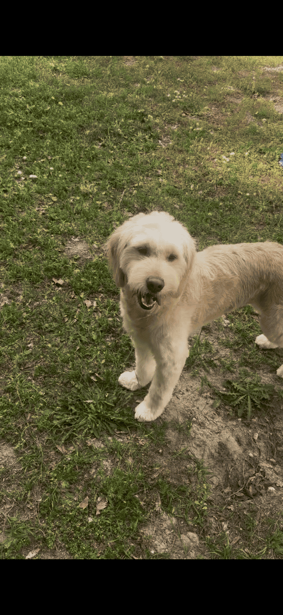 Golden doodle for sale image 1