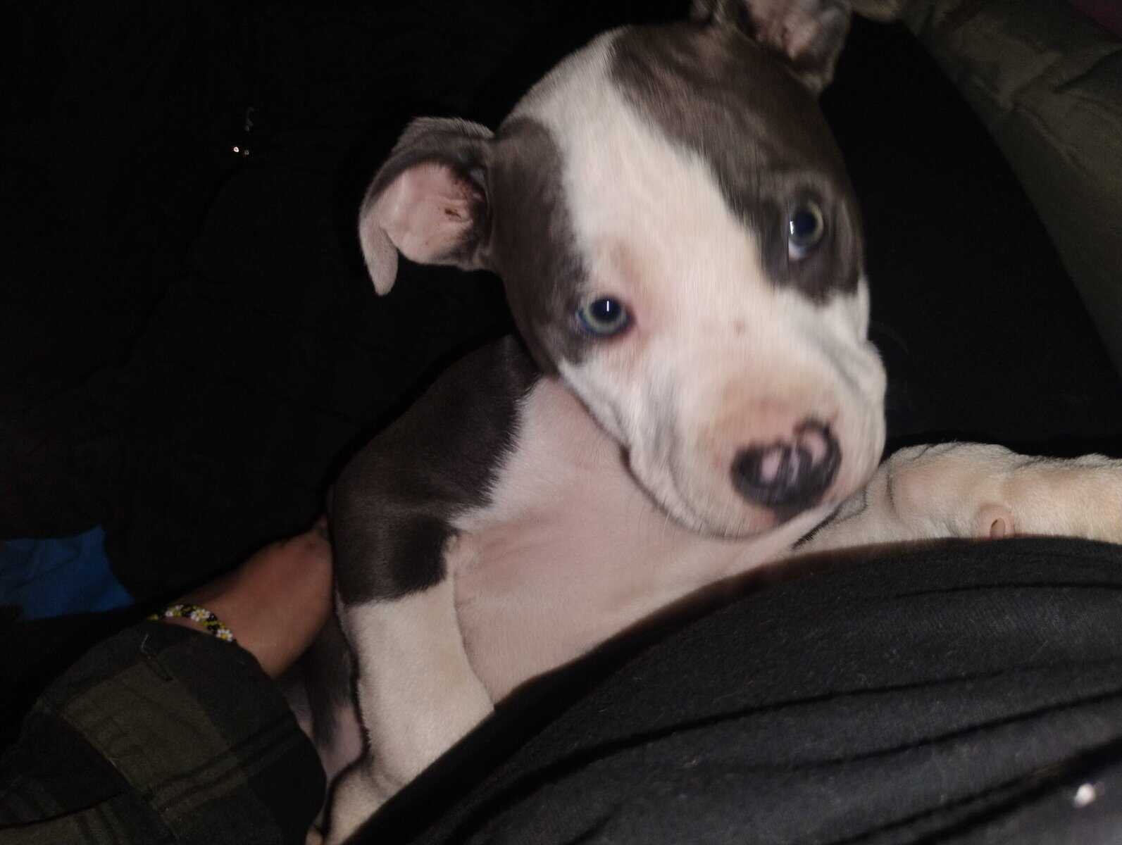Blue and fawn pitty pups image 3