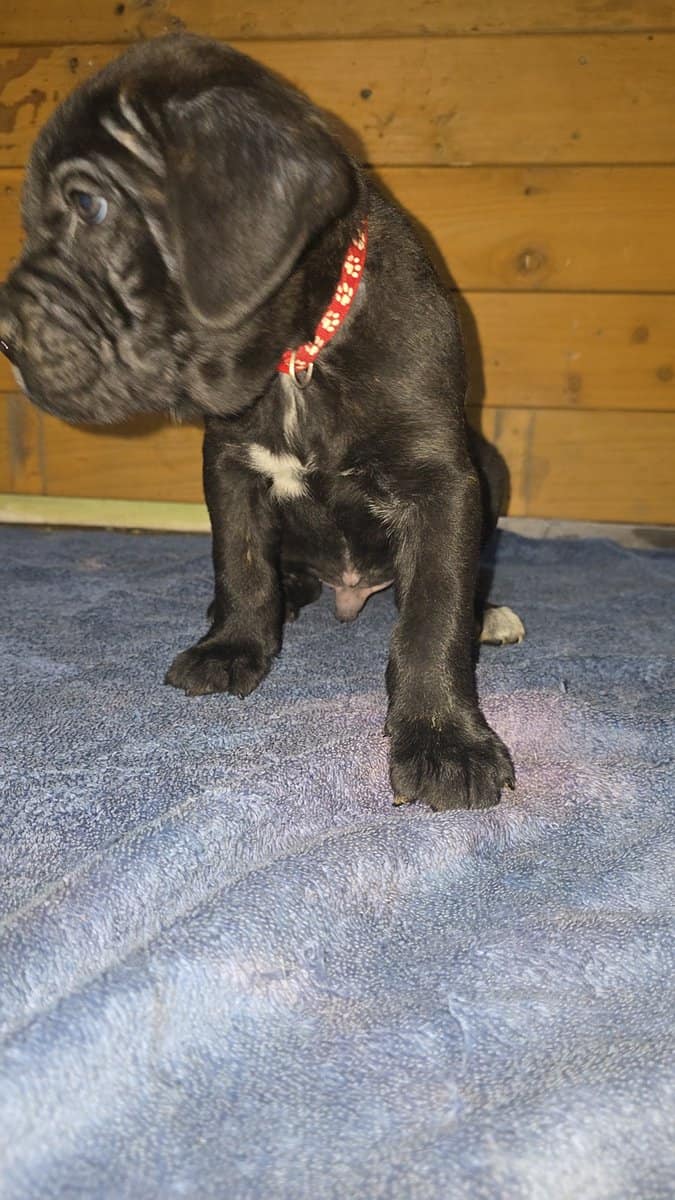 Red collar image 1