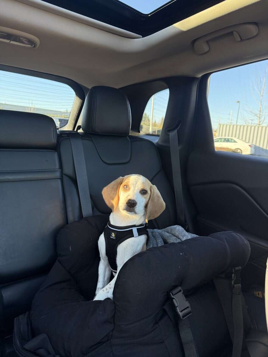 Beautiful Gold & White Beagle image 1