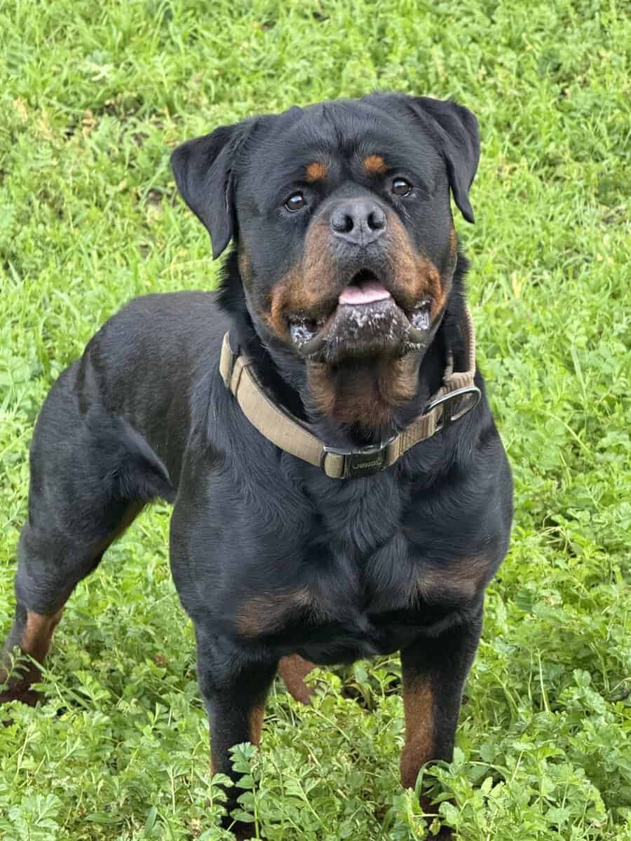 German Rottweiler Puppies image 1
