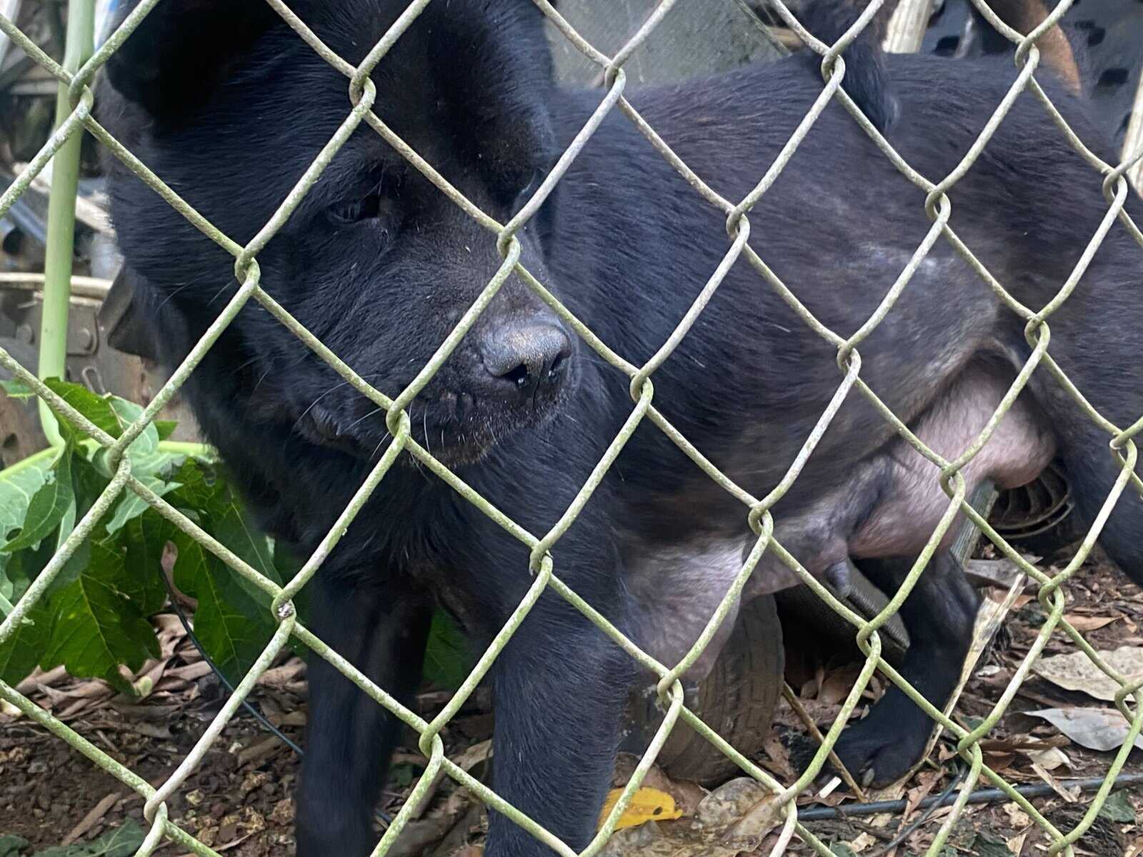 6 week old puppies image 5