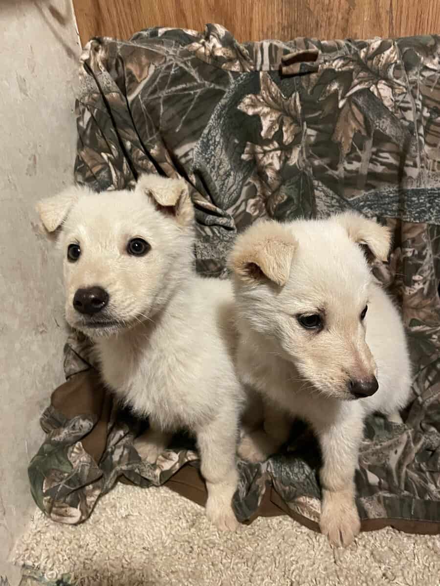 Puppies image 1