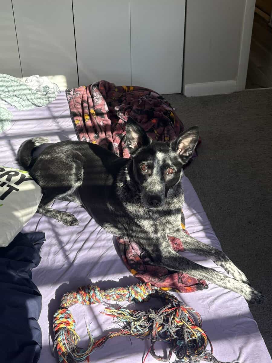 Border Collie - Blue Heeler Female Needs Home image 2