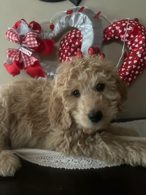 Standard Goldendoodle Puppies image 2