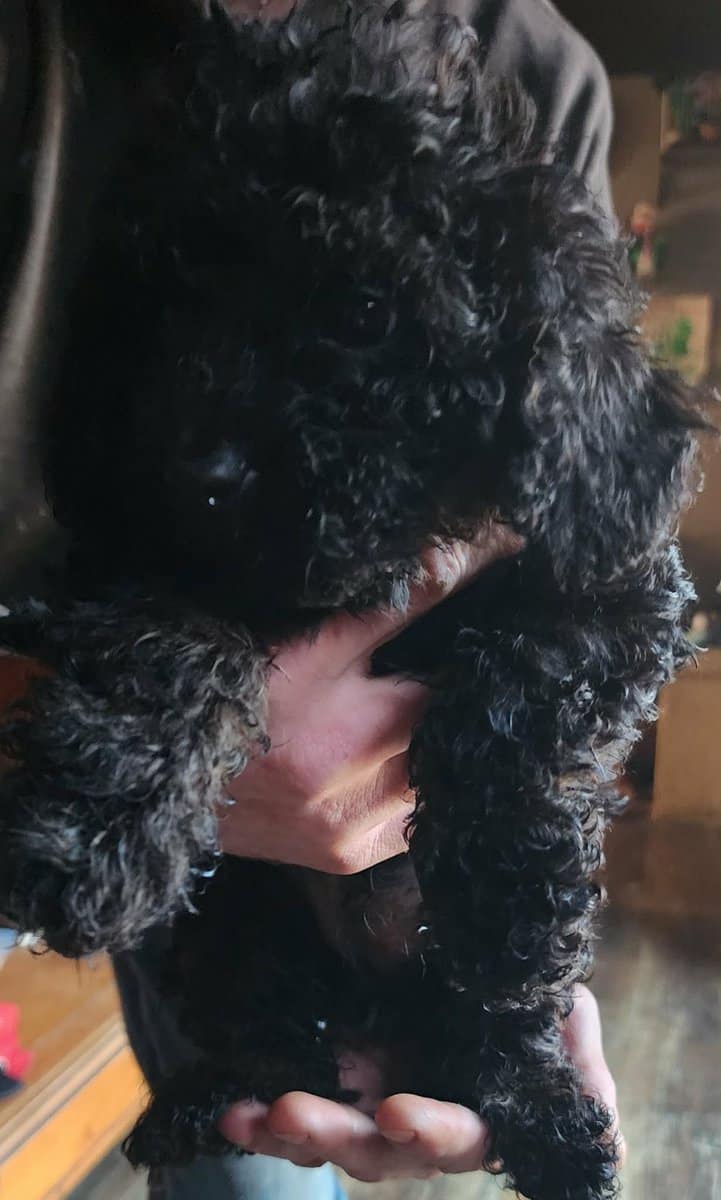 CavaPooShons image 3