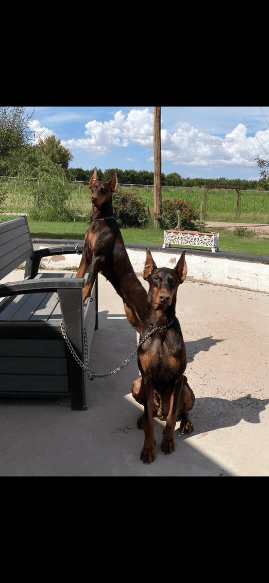 Rehoming Red Doberman Puppies image 5