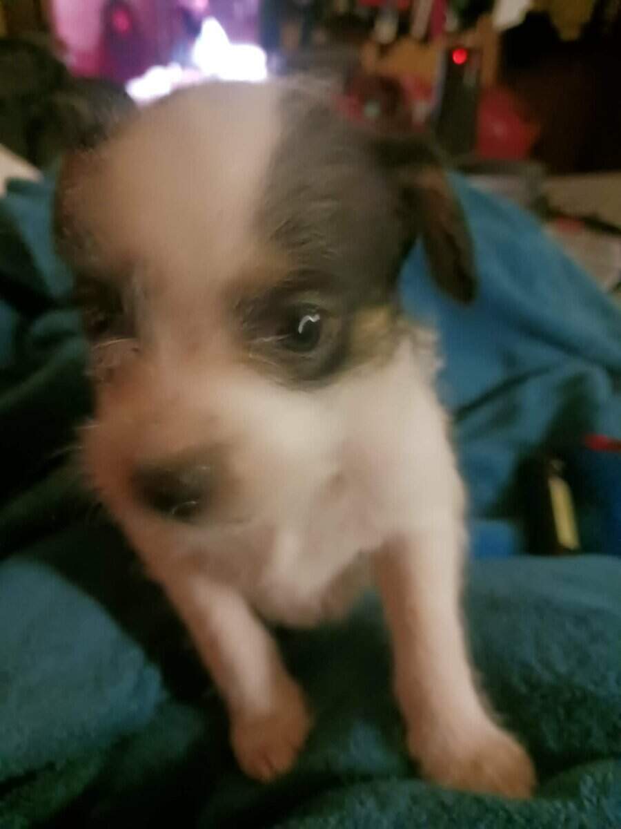 Chihuahua jack Russel mix image 3