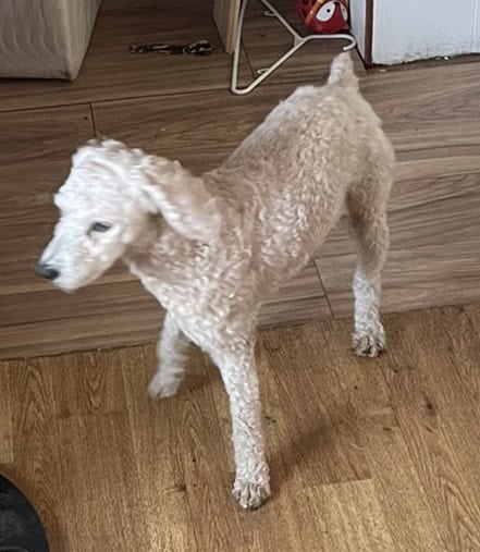 Poodle image 2