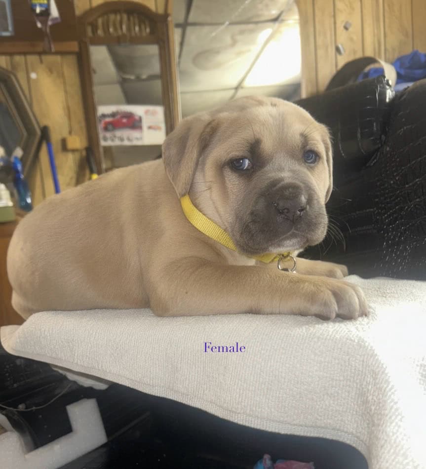 Cane Corso Pups For Sale image 1