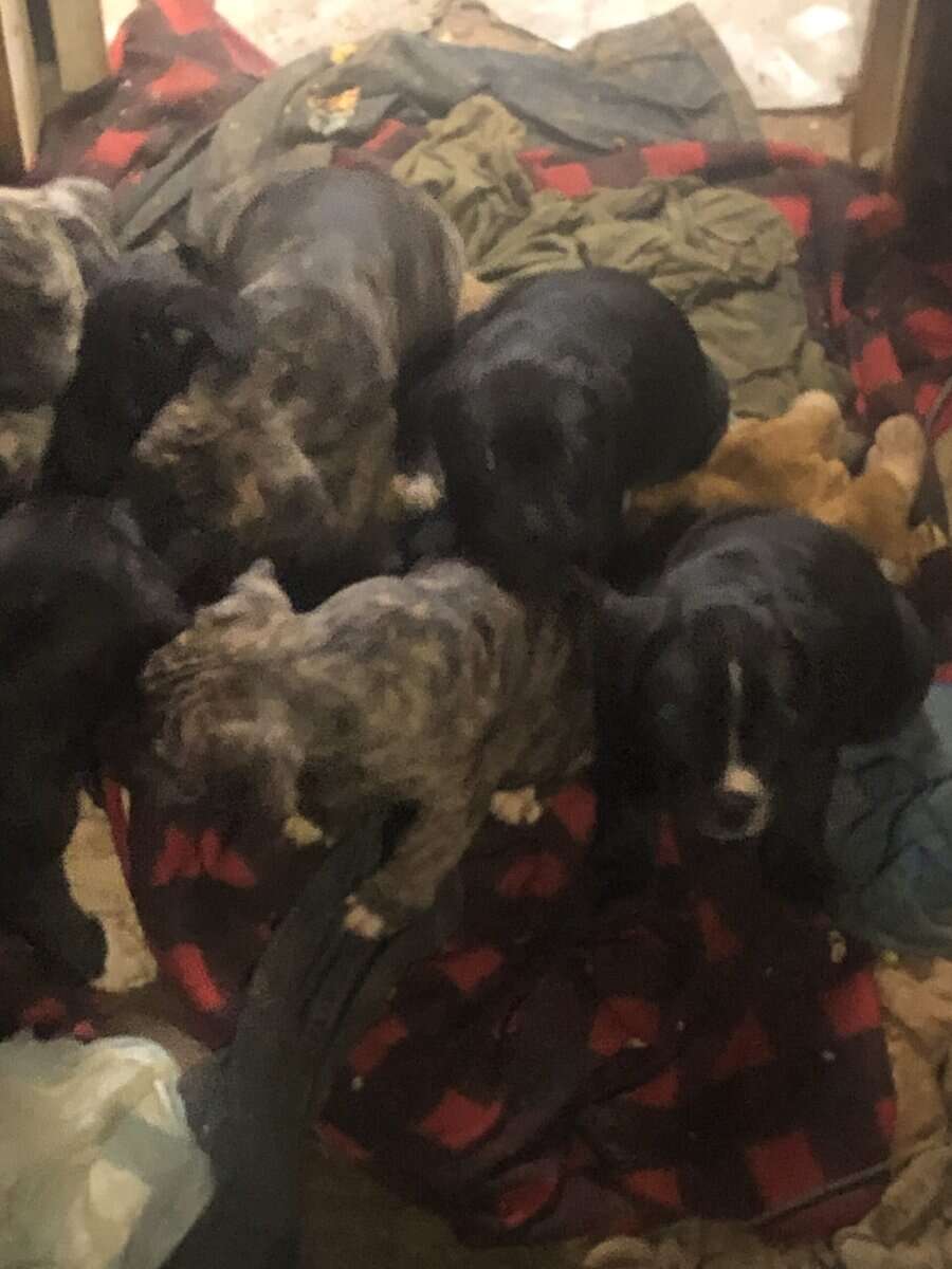 Cane corso x pit bull puppies image 1
