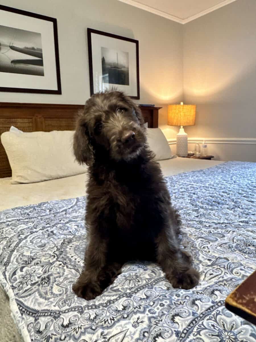 Labradoodle Puppy image 1