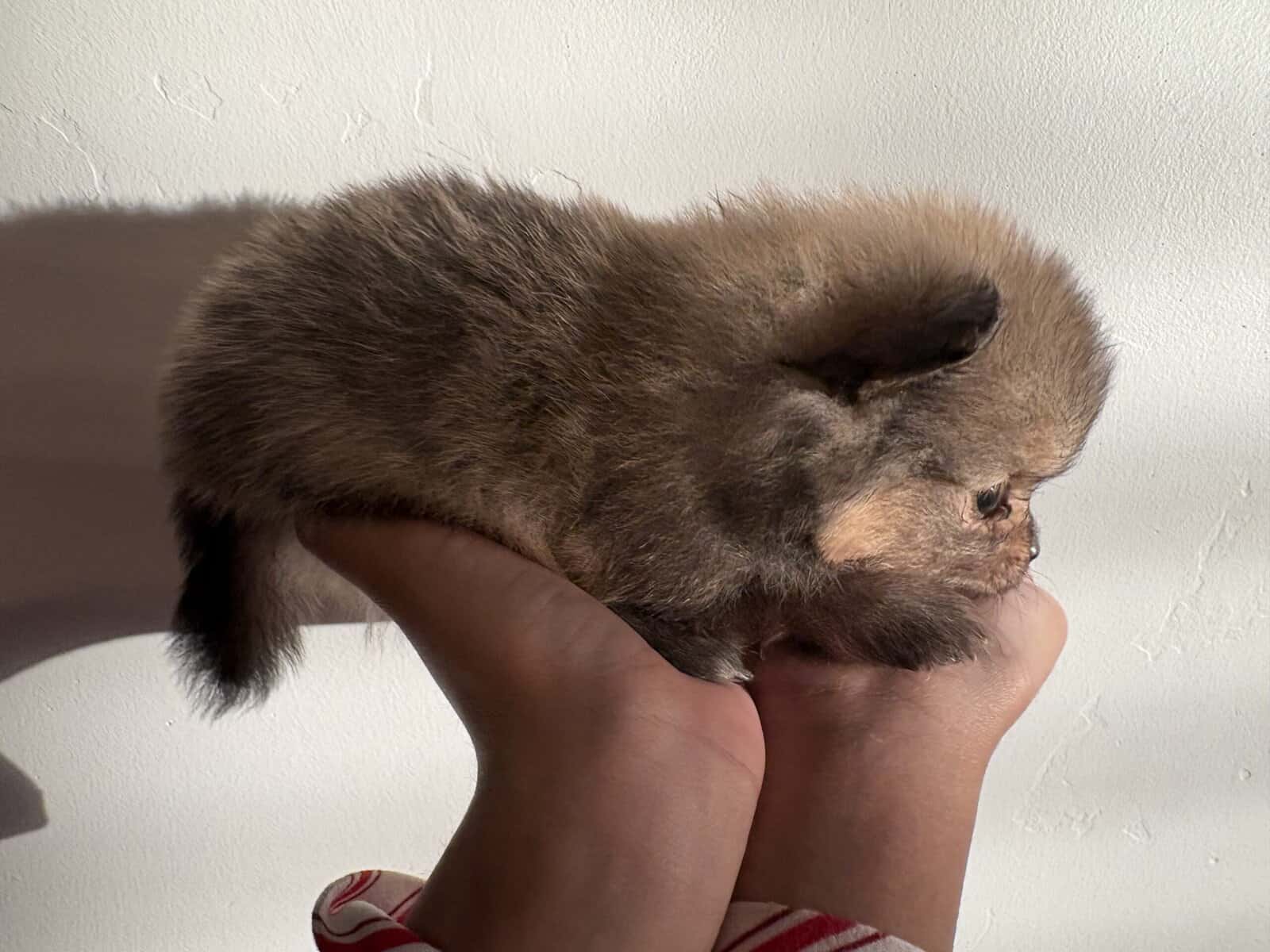 Pomeranian pups image 8