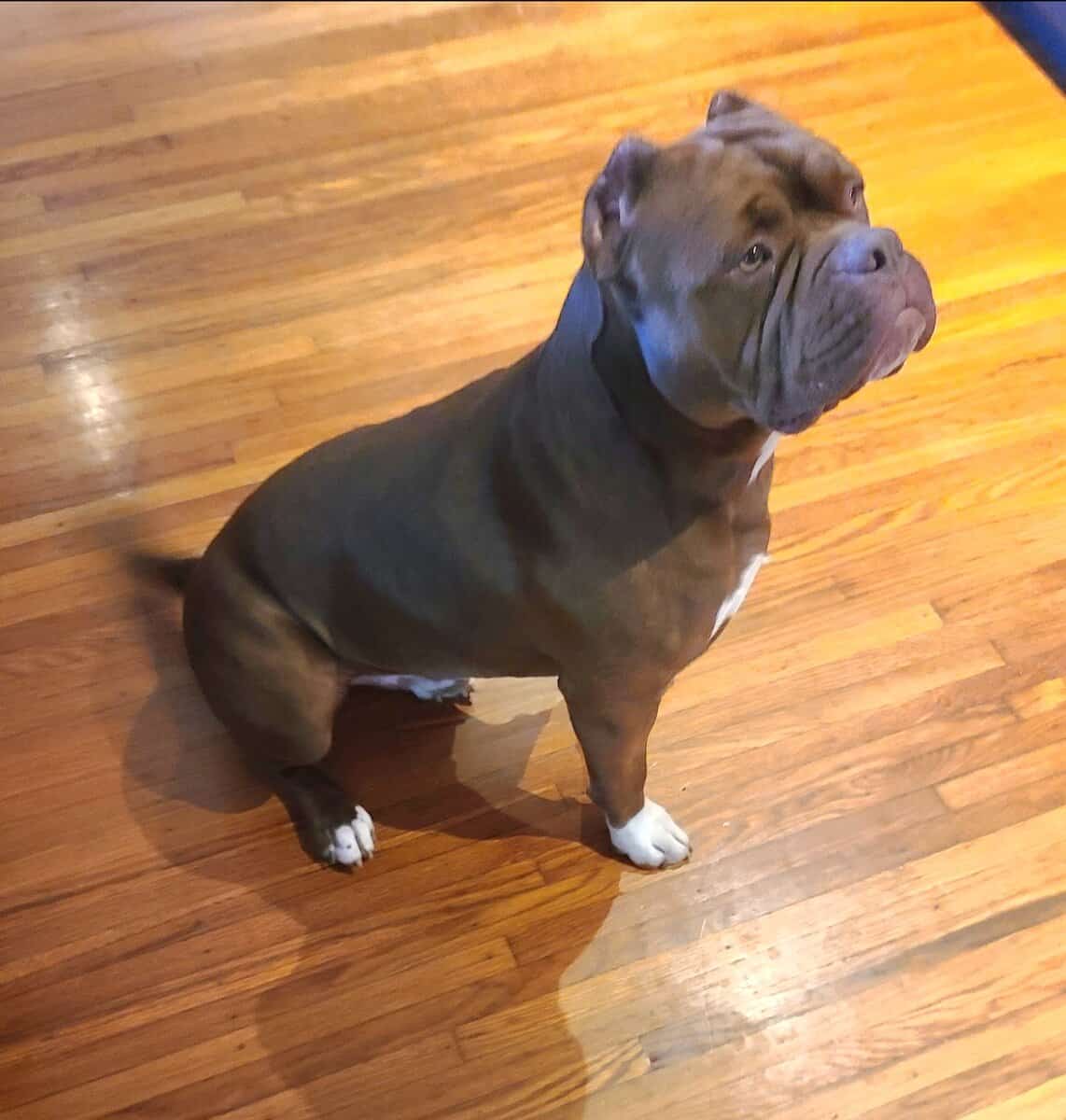 American Bully image 1