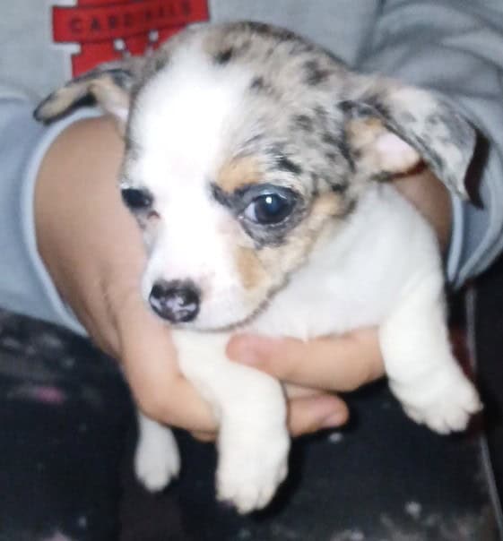 Tiny white with Merle piebald female chihuahua pup image 23