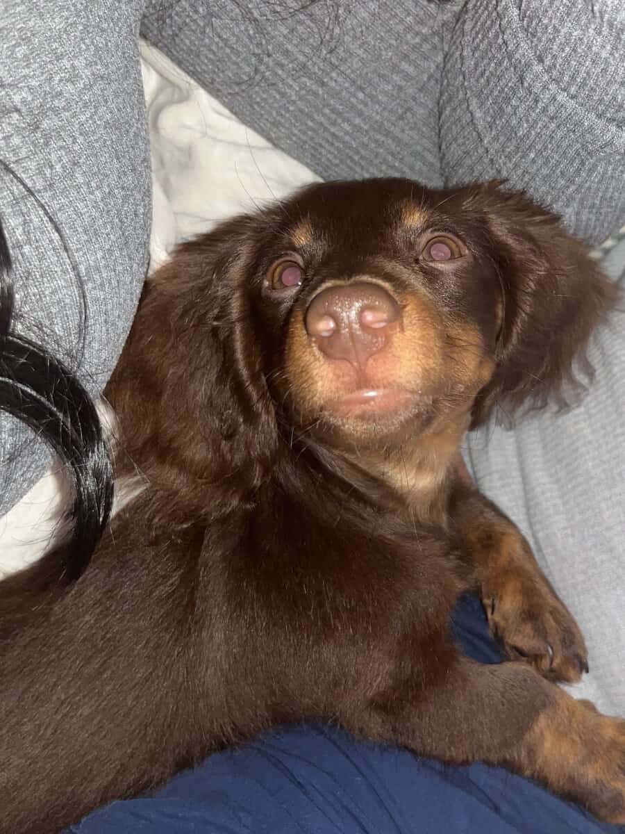 Mini Dachshund Puppy 10 months image 3