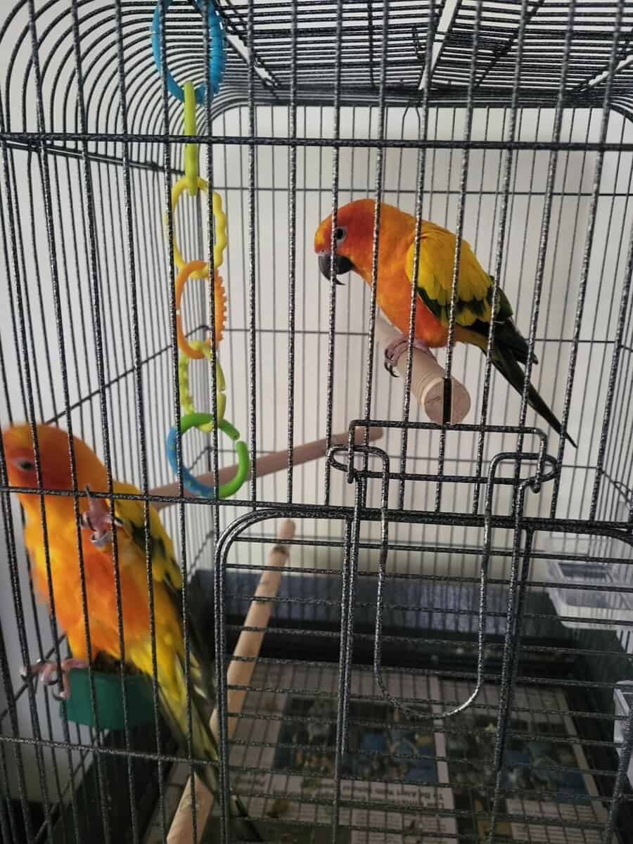 Sun Conures image 2