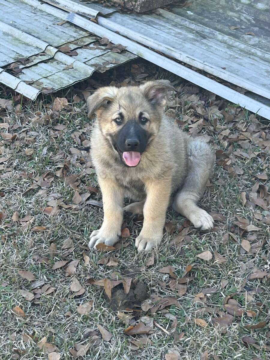 German Shepherd Puppies image 6
