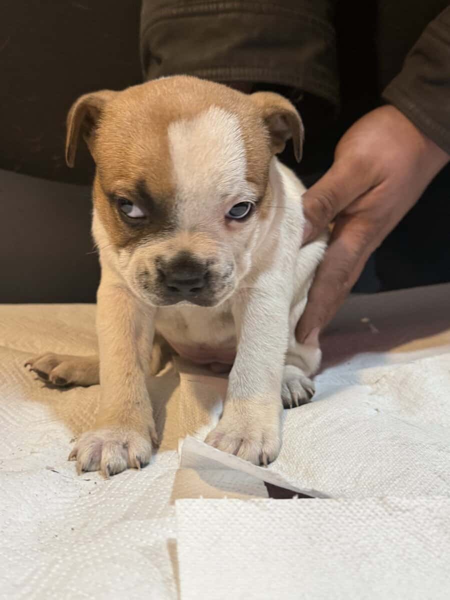 Stafforsdshire bull terrier the nanny dog image 8