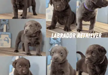 AKC CHOCOLATE/SILVER LAB MALE PUPS
