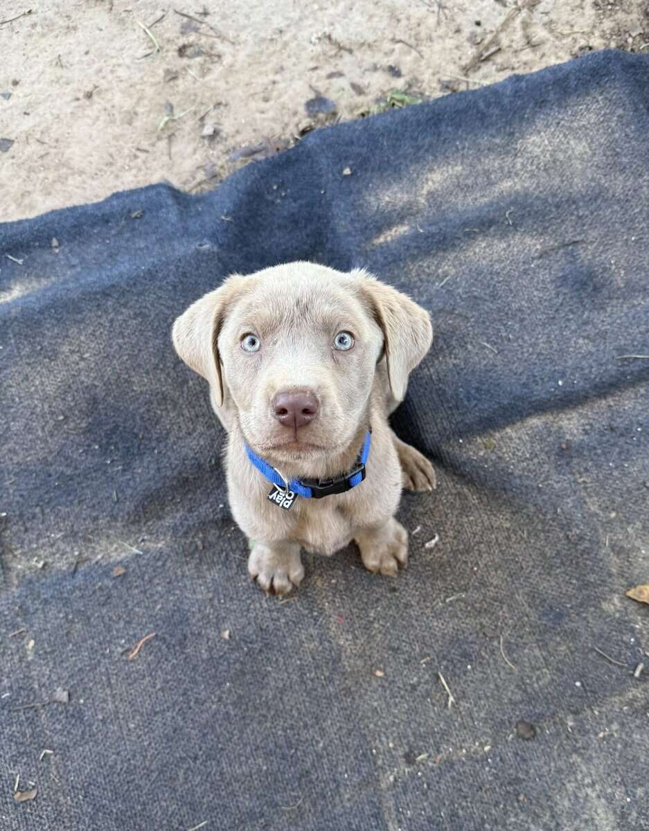 Labrador Retriever silver image 2