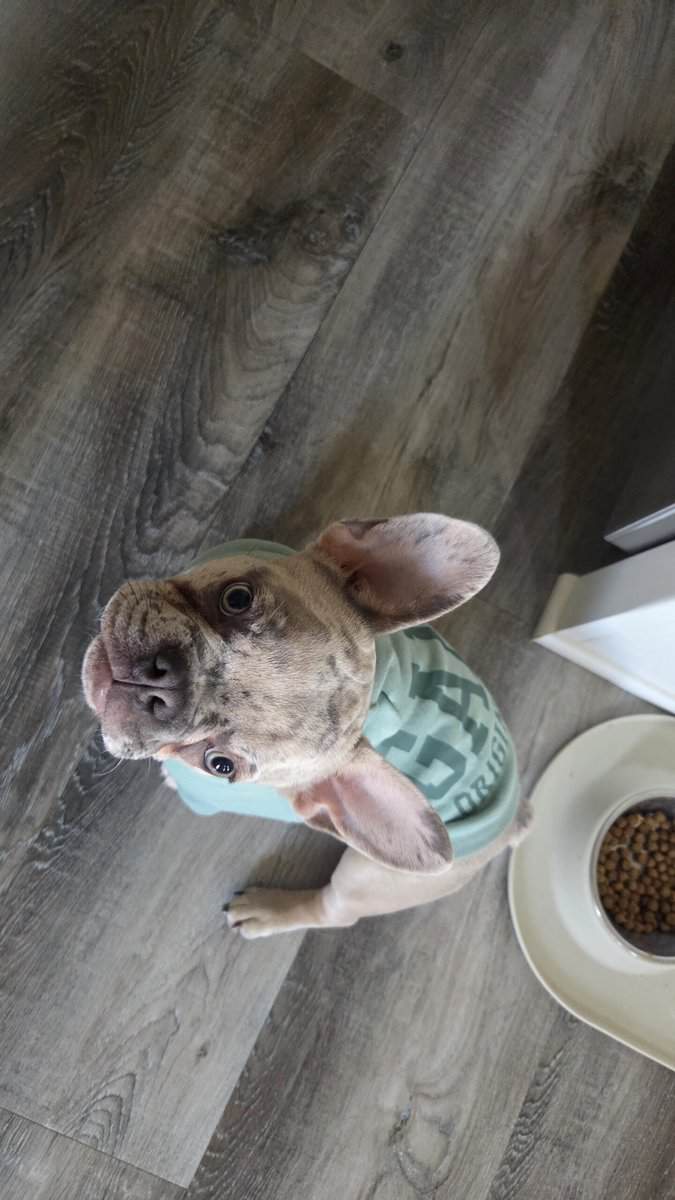 Male Pup French Bulldog image 1