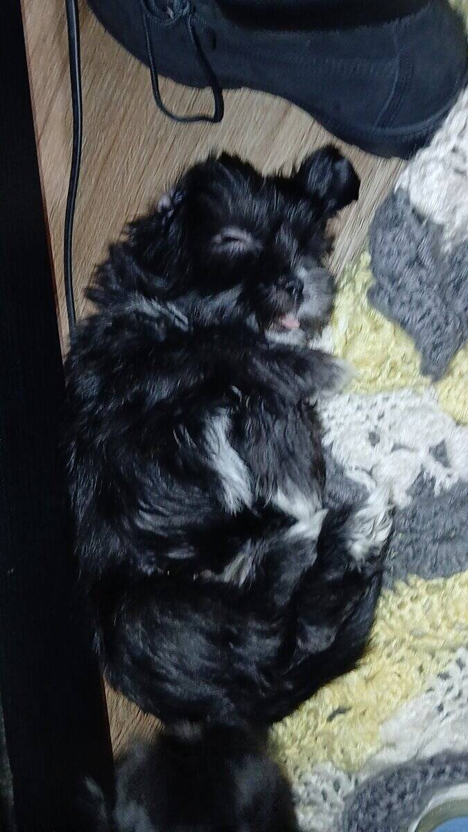 Shorkie puppies image 2