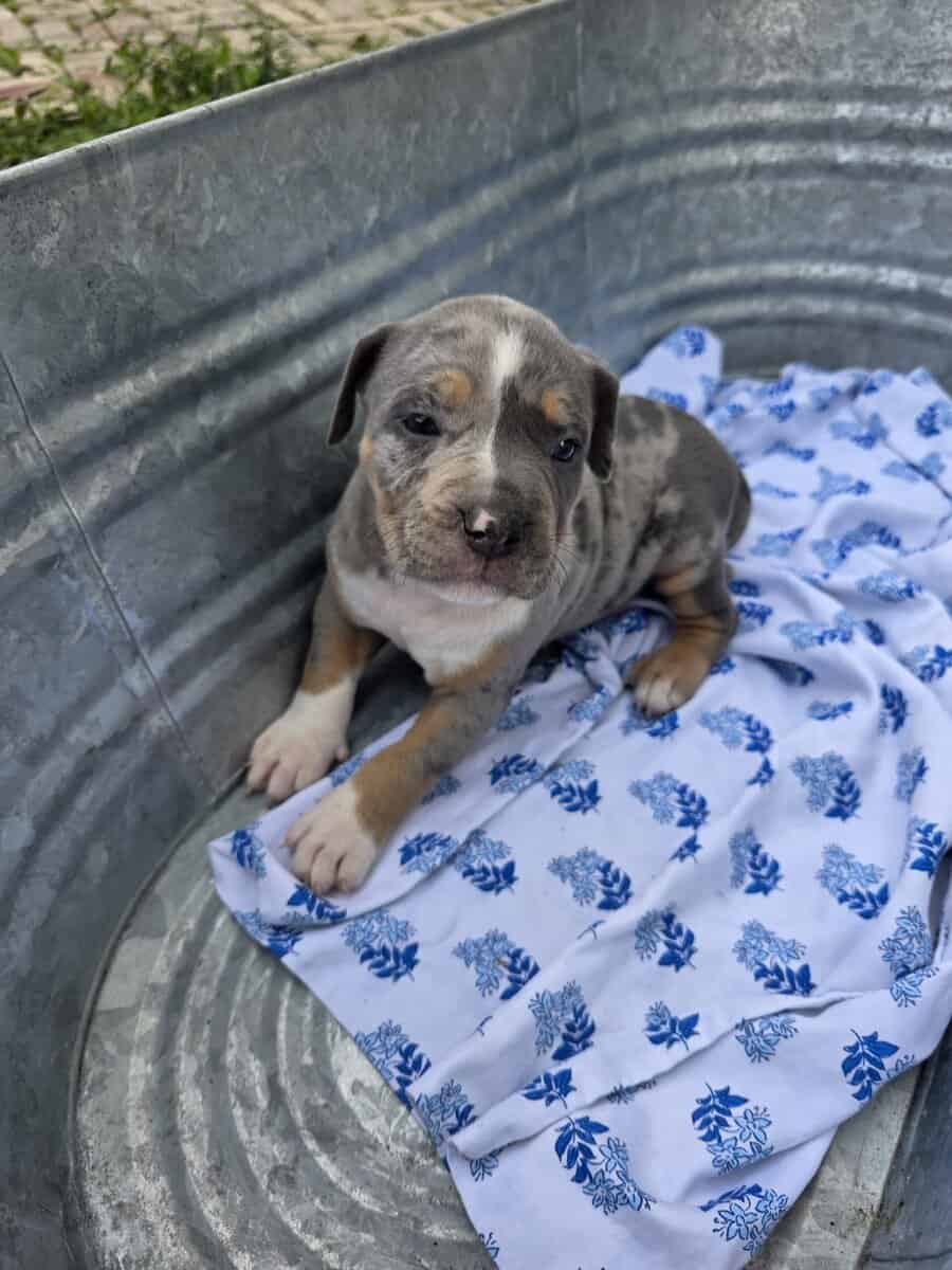 Bully puppies image 9