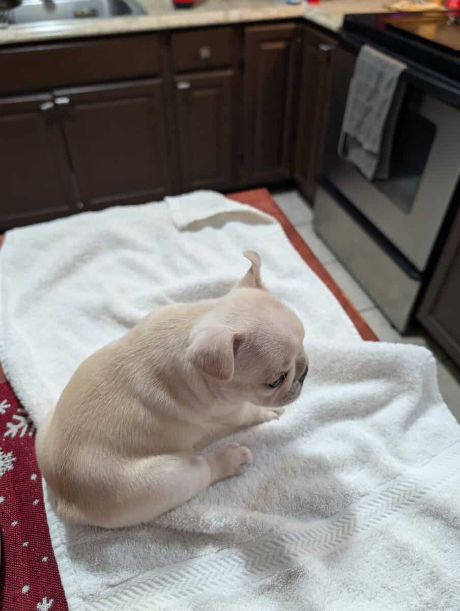 Frenchie Puppies image 2