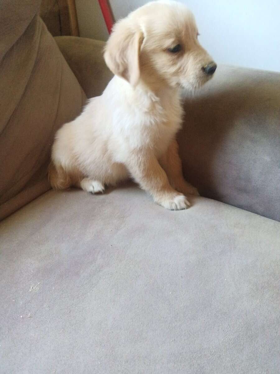 Golden retriever puppies image 2
