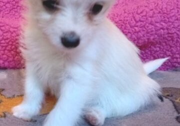 Male Malchi looking for new home