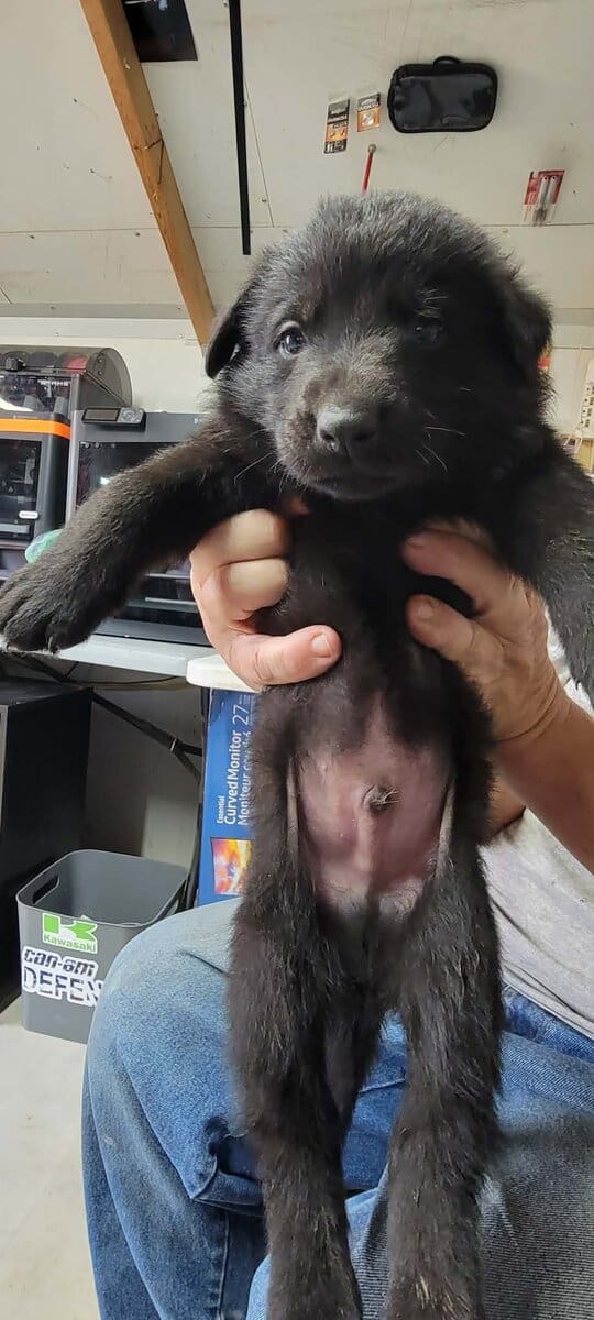AKC Registered German Shepherd Puppies image 6