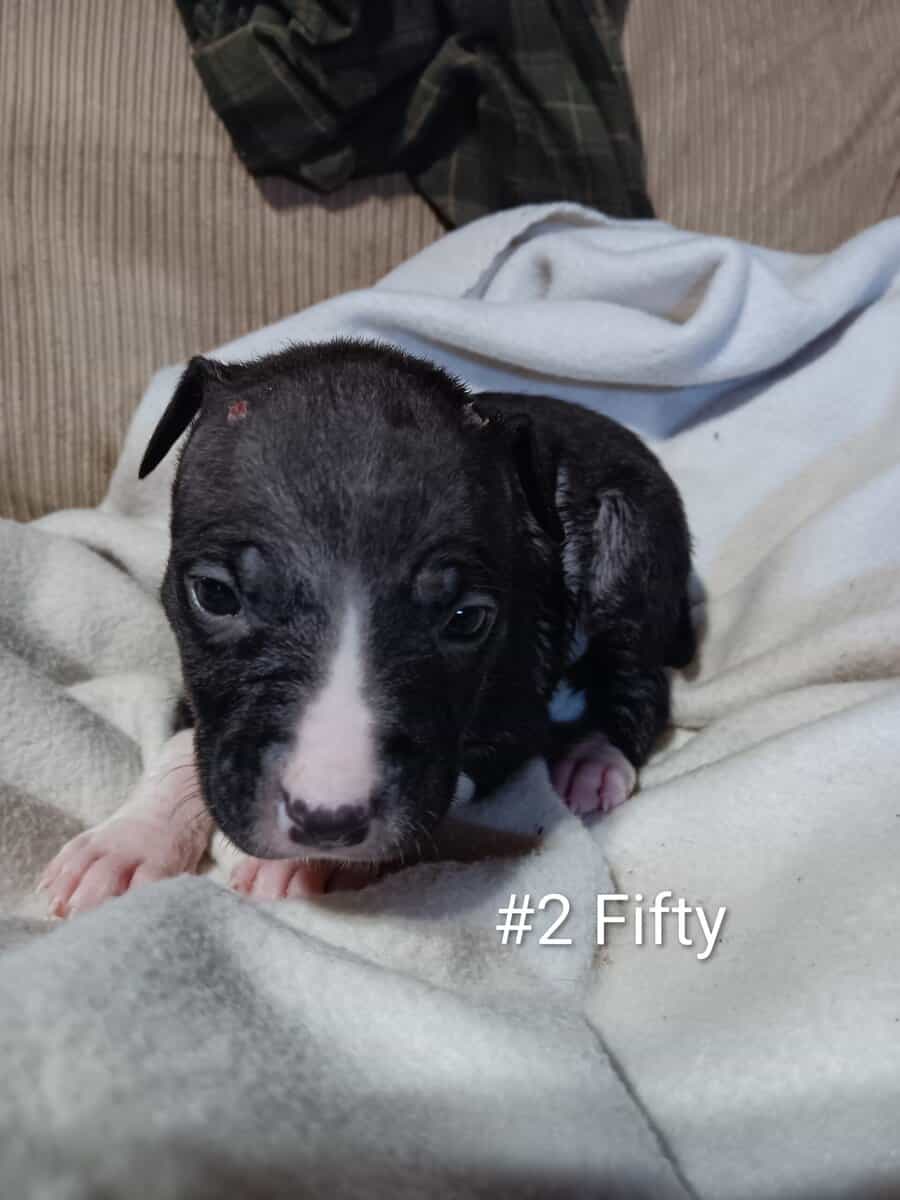 Pit bull puppies image 4
