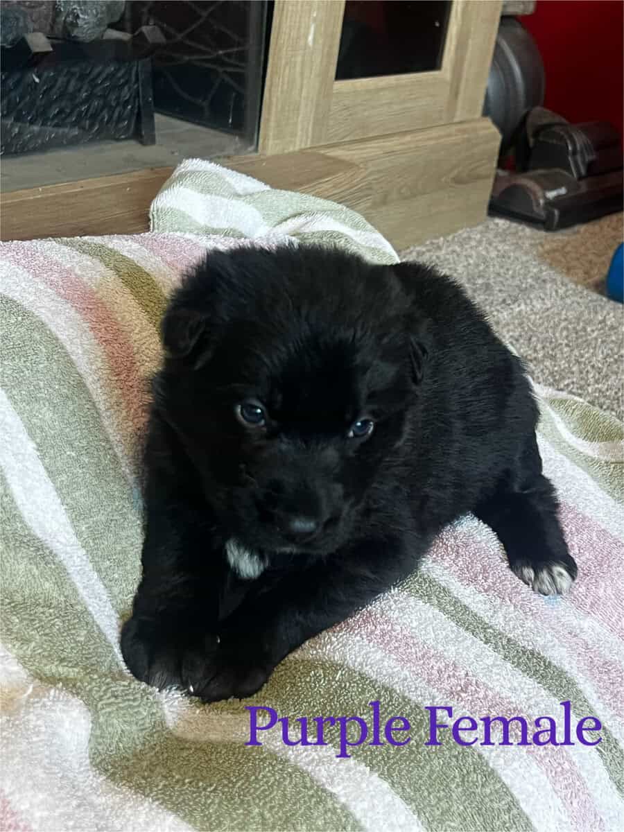 Black and Sable German Shepherd Puppies image 4