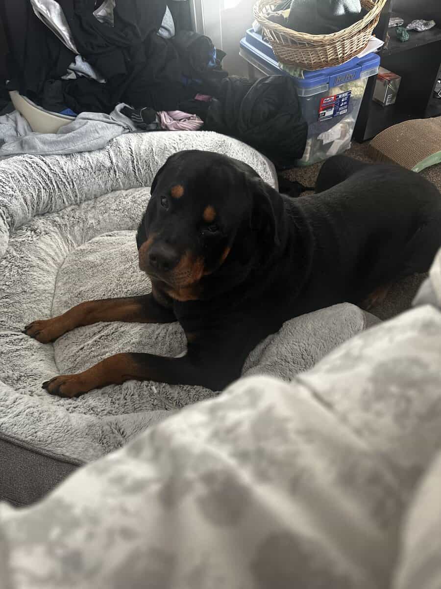 Adult Rottie Trained and Ready! image 4