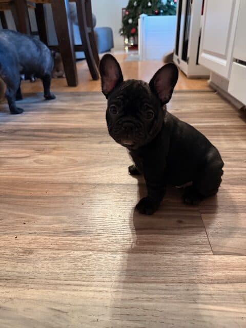 🐾 Miniature French Bulldog Puppies – 9 Weeks Old image 15
