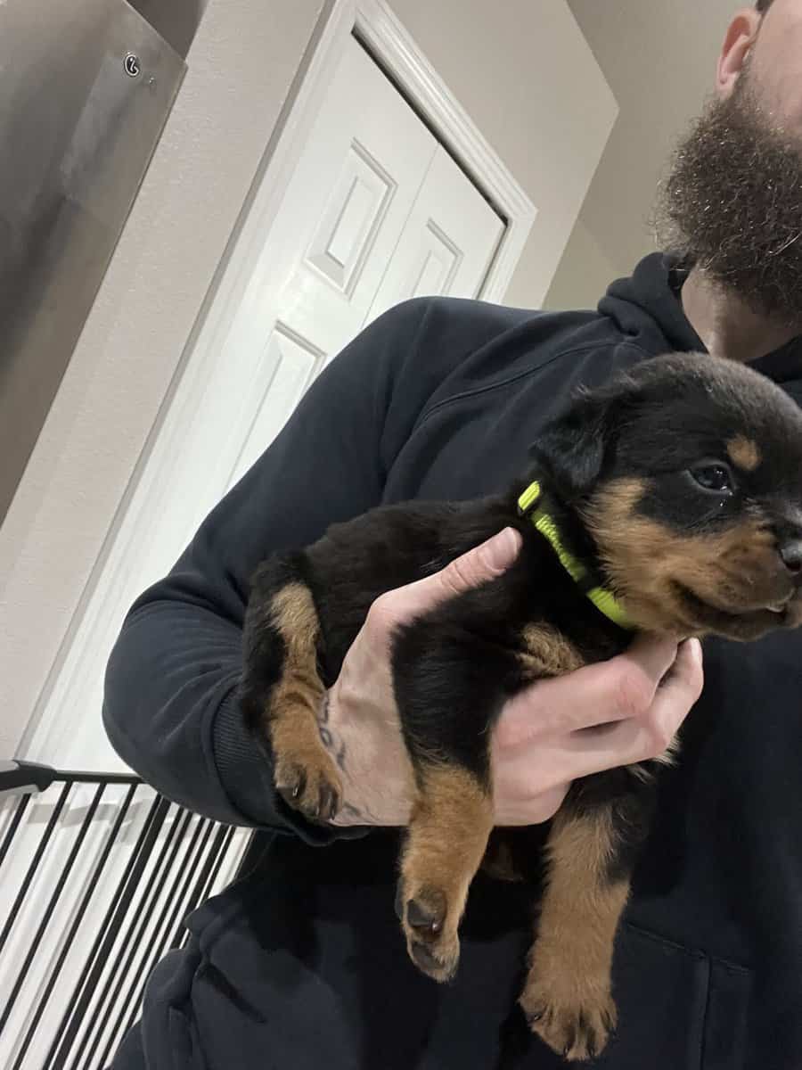 Lime Green Collar Rottweiler image 2