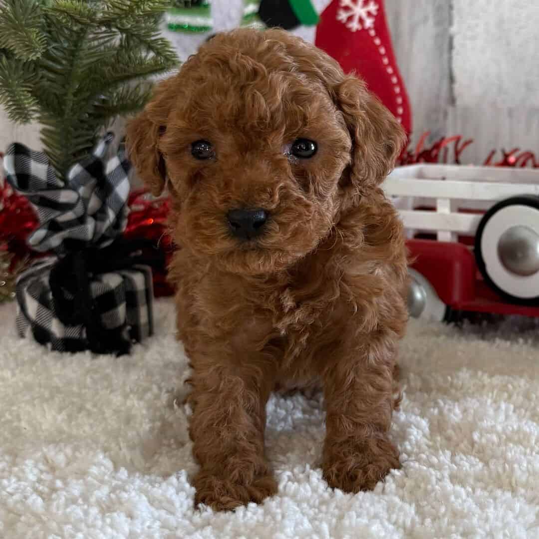 Toy poodle puppies available image 4