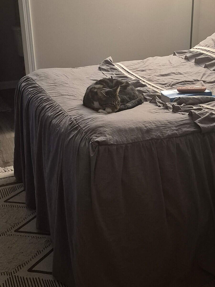 Looking for a forever home for the best cat! image 2