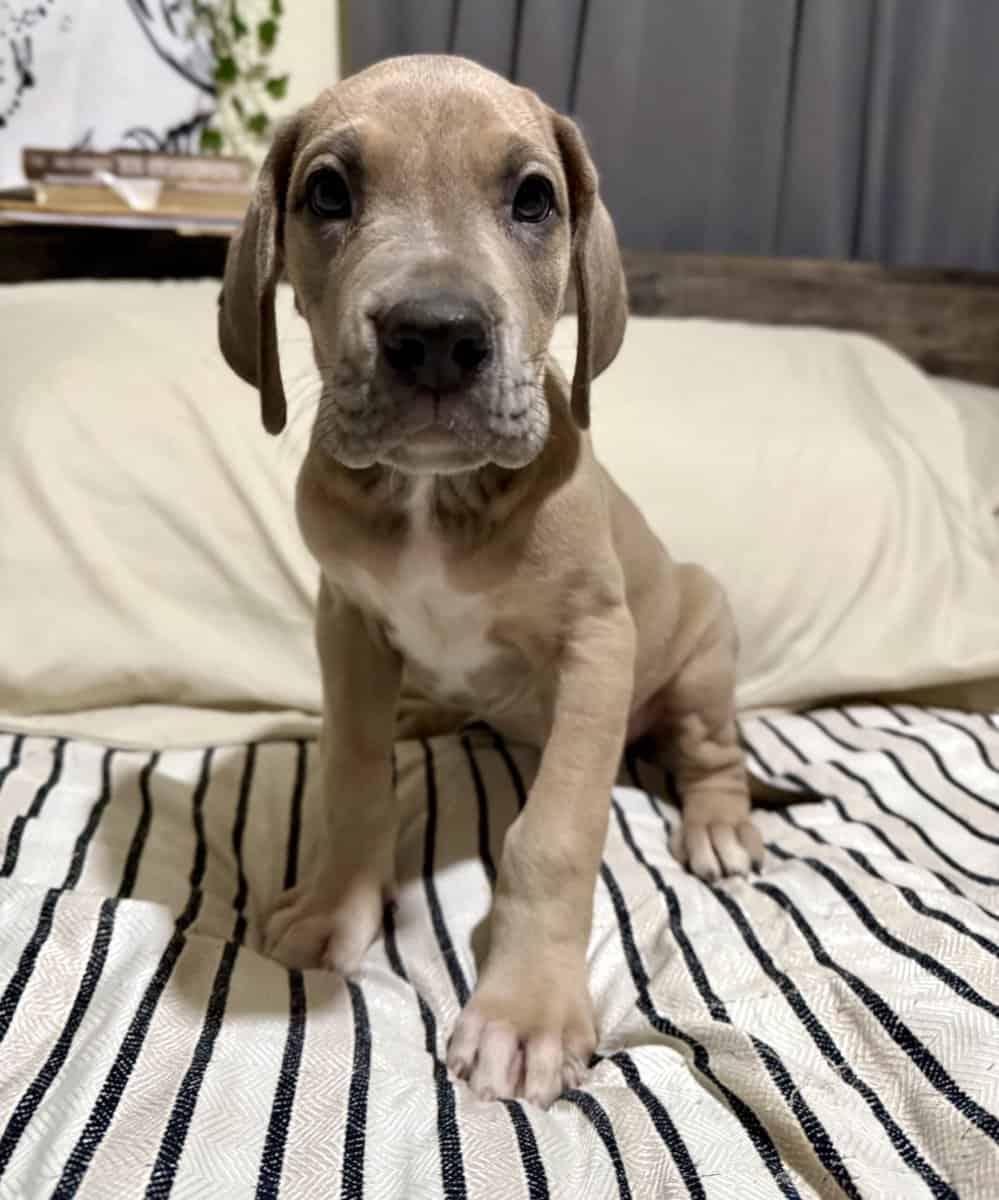 AKC Blue fawn (Heavy Euro) image 3