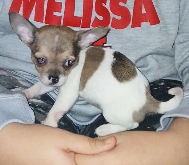 Stunning different colors merle piebald male chihu image 22