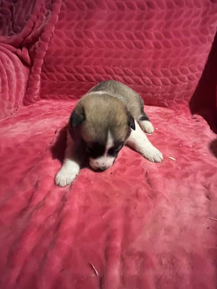 Siberian Husky puppies for sale 4 males 4 females. image 5