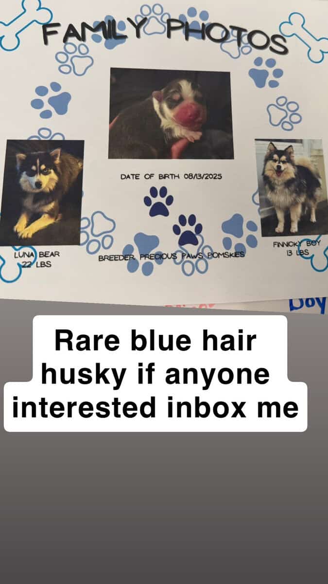 Blue haired rare breed POMERAINA HUSKY image 3