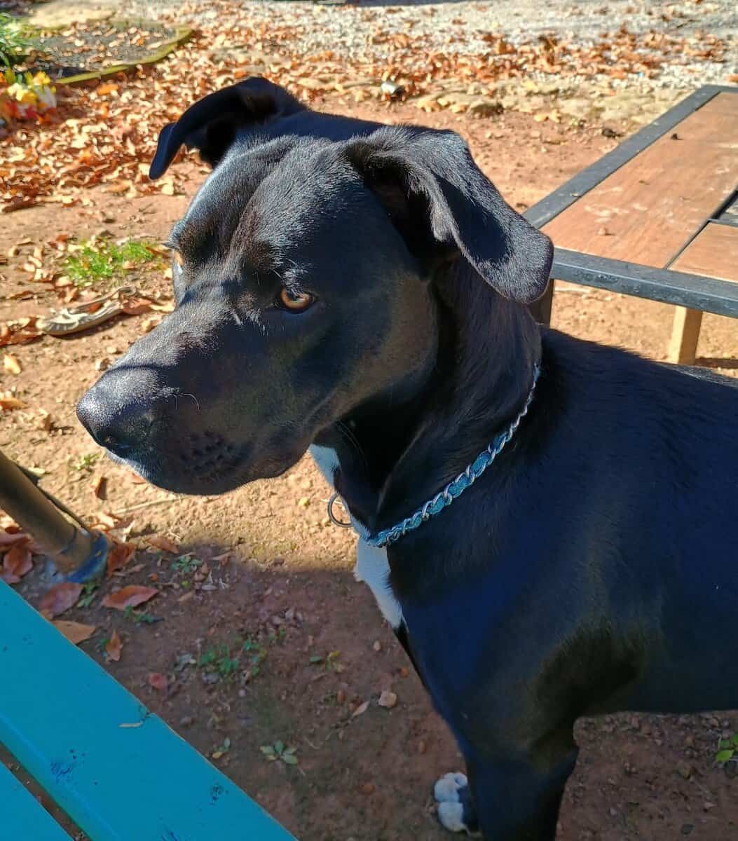 Rehoming Lucky image 2