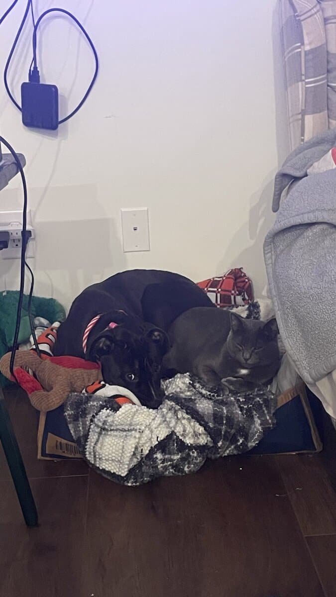 Puppy puddin pop image 2